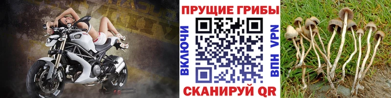 магазин продажи наркотиков  Дальнегорск  Галлюциногенные грибы Magic Shrooms 